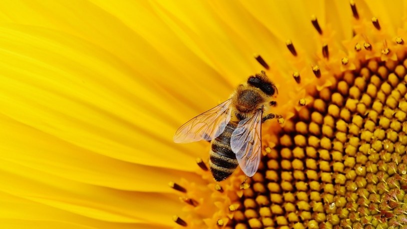 UE zakazała stosowania pestycydów, które masowo zabijają pszczoły /Geekweek