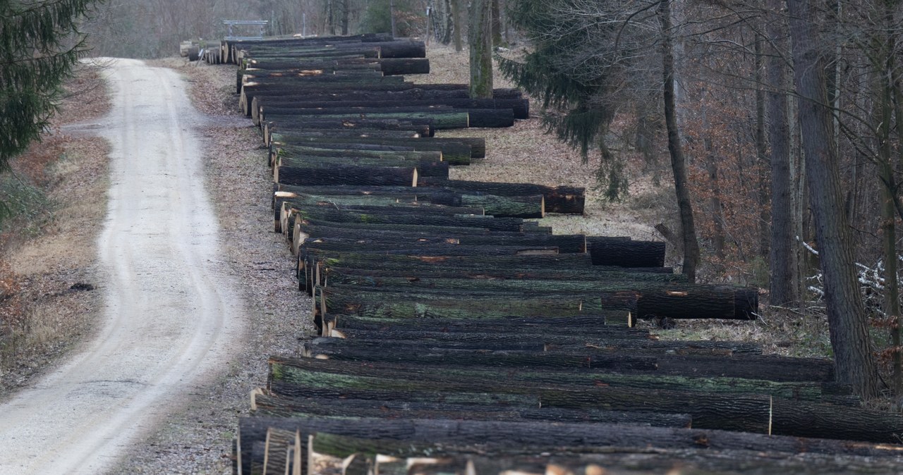 UE zaostrza kary za niszczenie środowiska. Do katalogu przestępstw dodano handel nielegalnym drewnem /ROBERT MICHAEL / DPA / dpa Picture-Alliance via AFP /