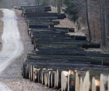 UE zaostrza kary za niszczenie środowiska. Polska musi dostosować przepisy