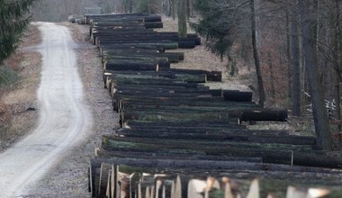 UE zaostrza kary za niszczenie środowiska. Polska musi dostosować przepisy
