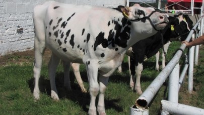 ​UE zawrze kontrowersyjną umowę? Zdecydowany sprzeciw Polski