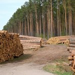 UE zwalnia tempo. Odroczyła istotny przepis dotyczący wylesiania