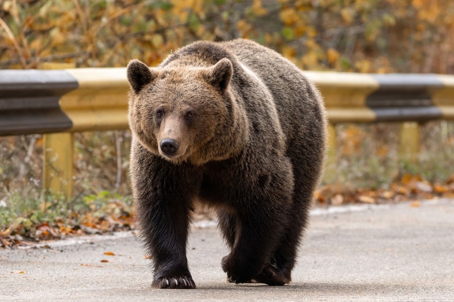 UE zwiększy kwoty odstrzału niedźwiedzi? /Shutterstock