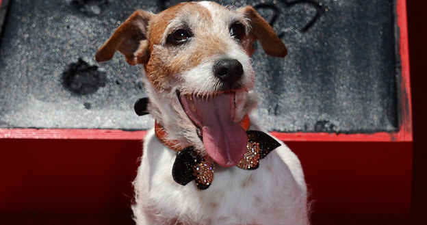 Uggie - pies-artysta  fot. Kevork Djansezian /Getty Images/Flash Press Media