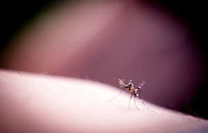 Ugryzienia komarów wybudzają uśpione zarodźce malarii