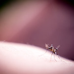 Ugryzienia komarów wybudzają uśpione zarodźce malarii