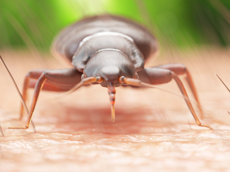 Ugryzienia pluskiew mogą być bolesne, ale ryzyko infekcji poważną chorobą nie jest duże /123RF/PICSEL