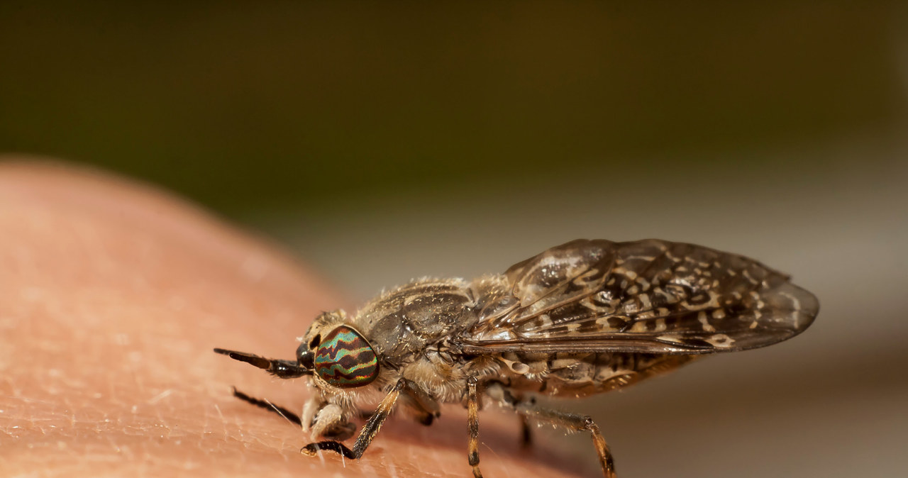 Ugryzienie bąka lub muchy końskiej charakteryzuje ból, szybko postępująca opuchlizna i gorąca, twarda skóra /123RF/PICSEL