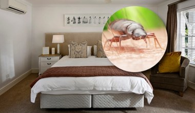 Ugryzienie pluskwy. Duży problem w hotelu na wakacjach
