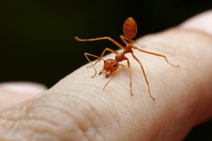 Ugryzienie przez mrówkę. Dla kogo jest niebezpieczne? 
