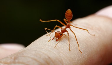 Ugryzienie przez mrówkę. Dla kogo jest niebezpieczne? 