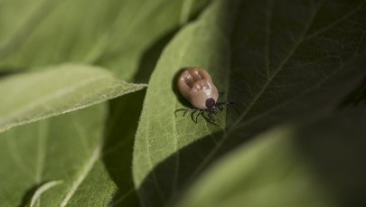 Ugryzł cię kleszcz? Możesz go dostarczyć na bezpłatny test na boreliozę