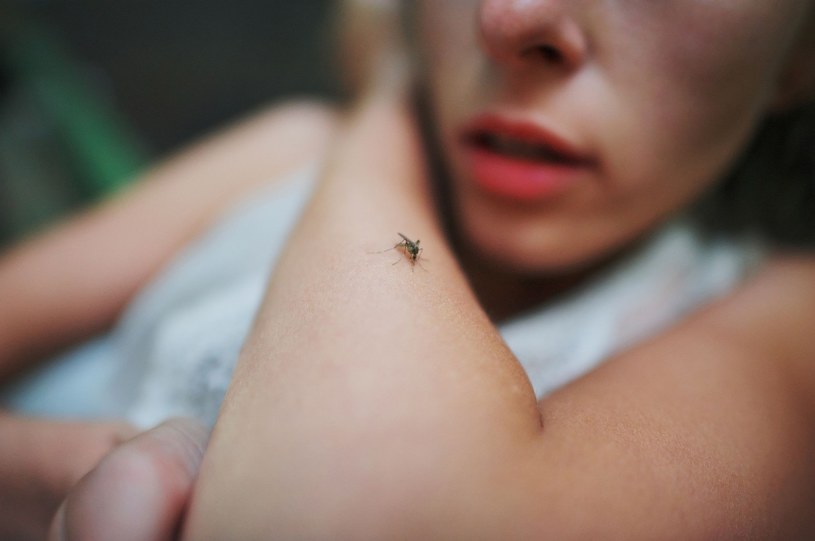 Ugryzł cię komar? Przyłóż w to miejsce kostkę lodu /123RF/PICSEL