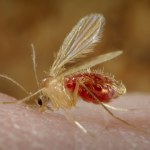 choroby Ugryzł ją moskit i się zaczęło. Pasożyty obudziły wrodzoną wadę