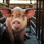 Ujazd: Blisko 2 tys. świń zagrożonych wybiciem. Chodzi o ASF 