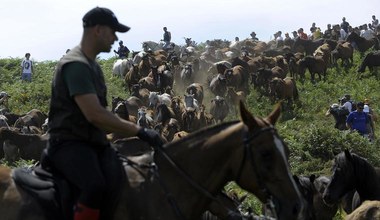 Ujeżdżanie dzikich koni