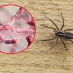 Ukąsiły ponad 15 razy. Teraz mięsożerna bakteria zjada jej skórę