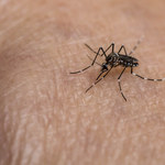 Ukąszenia komarów: Dlaczego komary gryzą konkretne osoby?