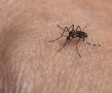 Ukąszenia komarów: Dlaczego komary gryzą konkretne osoby?