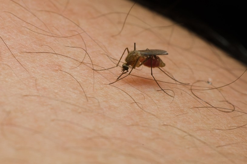Ukąszenia komarów doskwierają nam w ciepłych letnich miesiącach. W samej Polsce mamy do czynienia z aż 49 gatunkami komarów! /123RF/PICSEL