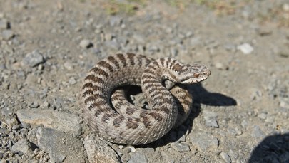 Ukąszenie przez żmiję. Co robić?