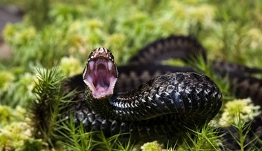 Ukąszenie żmii zygzakowatej. Co zrobić, gdy dojdzie do ukąszenia?