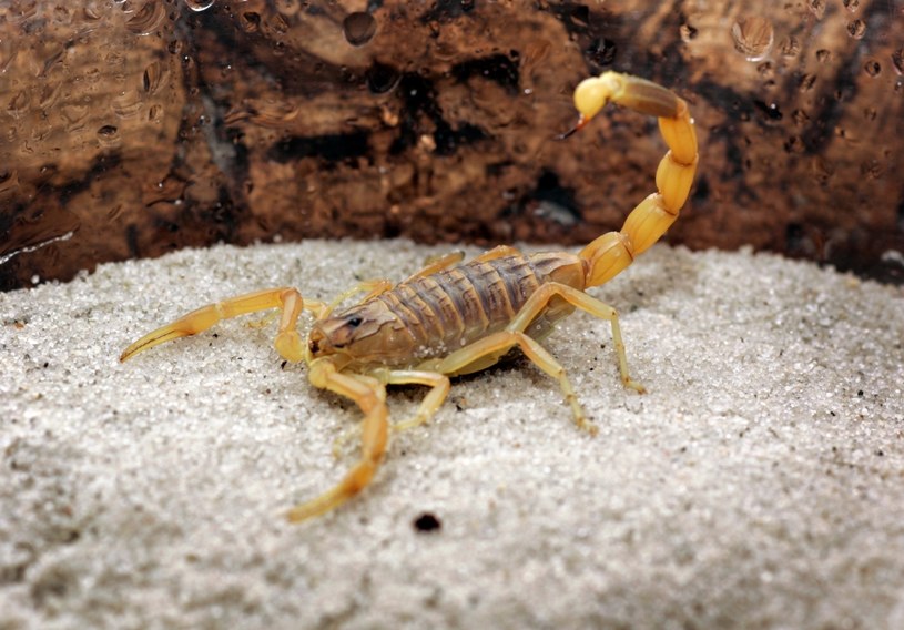 Ukłucie tego skorpiona jest 100 razy bardziej bolesne niż użądlenie pszczoły /Stephen Osman/Los Angeles Times /Getty Images