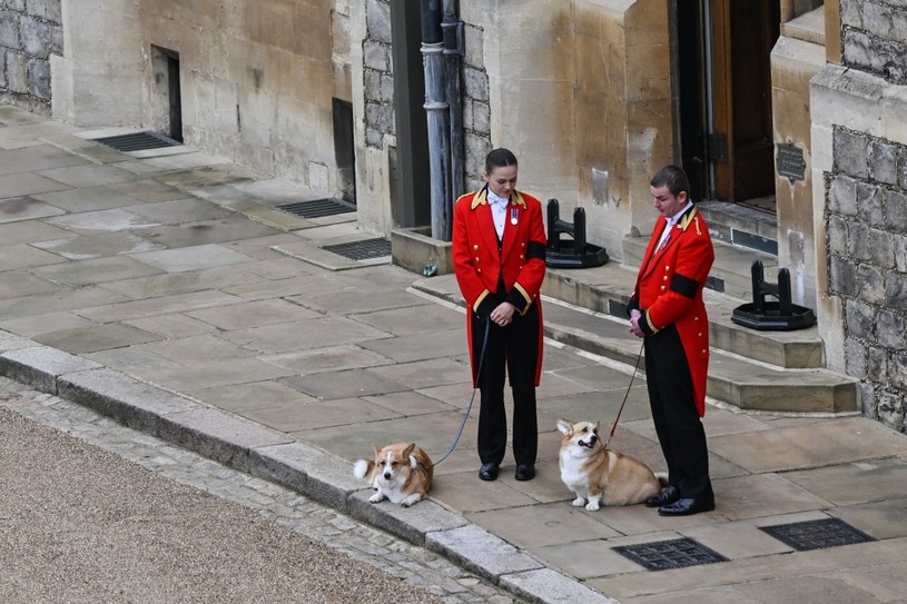 Ukochane Corgi Elżbiety żegnają królową /WPA Pool / Pool /Getty Images