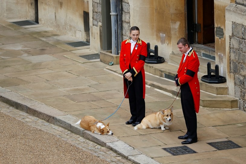 Ukochane Corgi królowej Elżbiety II /WPA Pool / Pool /Getty Images