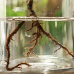 Ukorzeniacz do roślin zrobisz za 0 zł. Wystarczy ten składnik z ogrodu