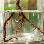 Ukorzeniacz do roślin zrobisz za 0 zł. Wystarczy ten składnik z ogrodu