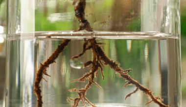 Ukorzeniacz do roślin zrobisz za 0 zł. Wystarczy ten składnik z ogrodu