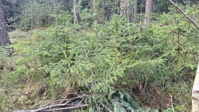 Ukradł hulajnogę elektryczną, którą chłopiec dojeżdżał do szkoły