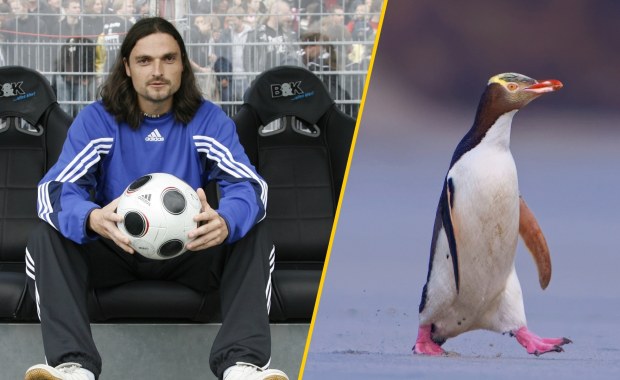 ​Ukradł pingwina, siedział w singapurskim areszcie. Oto nowy dyrektor sportowy Aberdeen FC