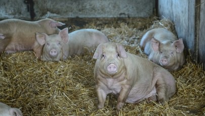 Ukraina nie zniesie embarga na wieprzowinę z Polski. Są groźby Rosji