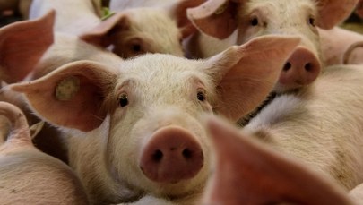 Ukraina rozszerza embargo na polską wieprzowinę. Warszawa będzie interweniować