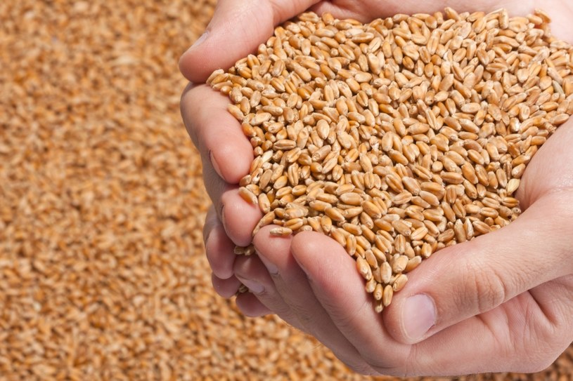Ukraina to główny producent zbóż i nasion oleistych /123RF/PICSEL