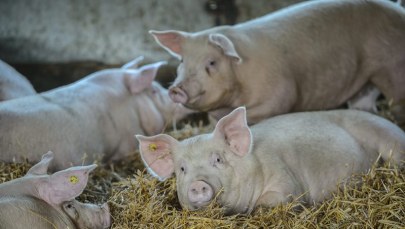 Ukraina wciąż nie odwołuje embarga na polskie mięso