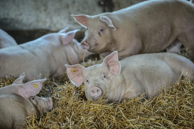 Ukraińcy chcą kupować polskie świnie /Wojciech Pacewicz /PAP