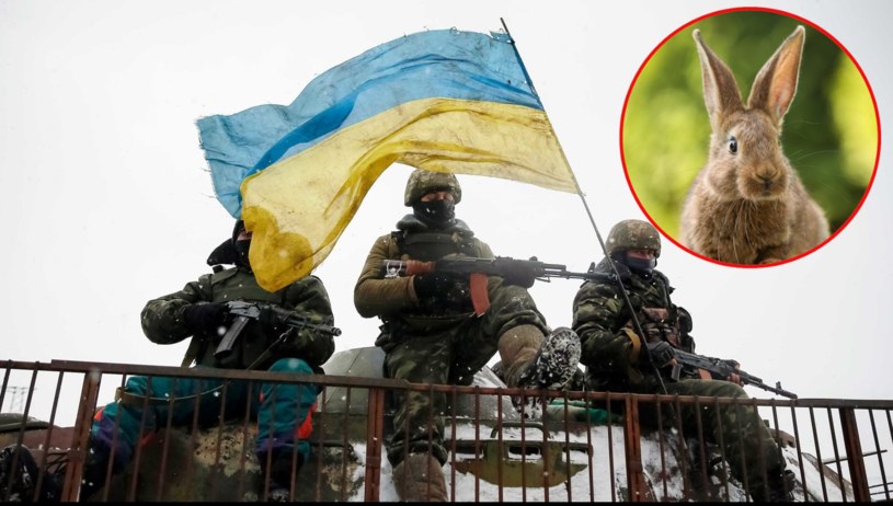 Ukraińcy "chwalą się" użyciem zmodyfikowanych królików w walce z Rosjanami /REUTERS/Gleb Garanich  /© 2022 Reuters