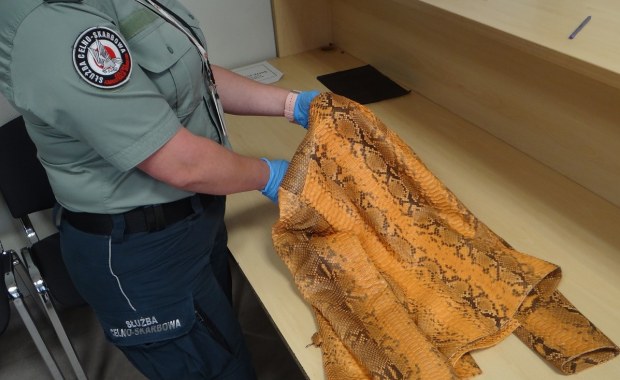 Ukrainiec próbował przewieźć przez granicę kurtkę ze skóry pytona