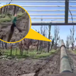 Ukraiński dron kamikadze uderzył w rosyjski czołg. Załoga wszystko nagrała