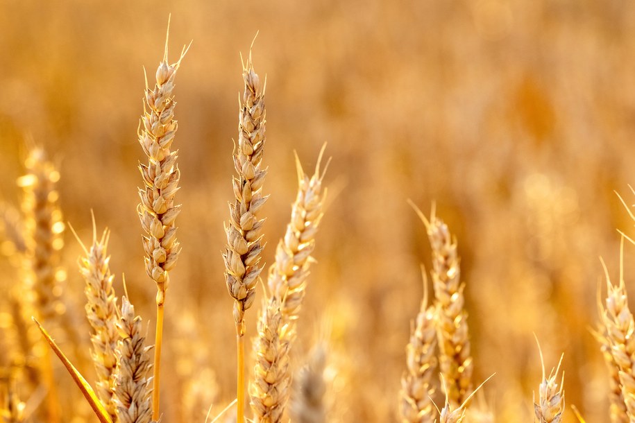 500 tys. ton zboża. Tyle Rosjanie ukradli i wywieźli z Ukrainy