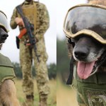 Ukraińskie psy wojny teraz wyglądają niczym prawdziwi komandosi