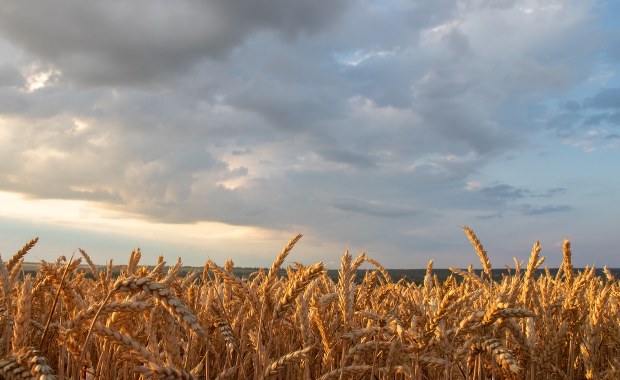 Ukraińskie zboże. Polska chce o nim rozmawiać na spotkaniu ambasadorów UE 