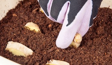 Ukrój i włóż do doniczki. Lekarstwo na odporność będziesz mieć za darmo