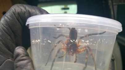 Ukrył się między bananami. Egzotycznego pająka odłowili pracownicy sklepu