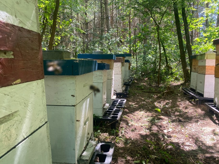 Ule w pasiece Wojciecha Marchlika /Magdalena Grajnert /RMF FM