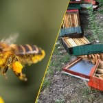 Ule zniszczone przez wandali. Straty są poważne