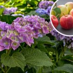 Ułóż spady jabłek pod hortensjami, a zobaczysz, co się stanie. Niesamowity efekt